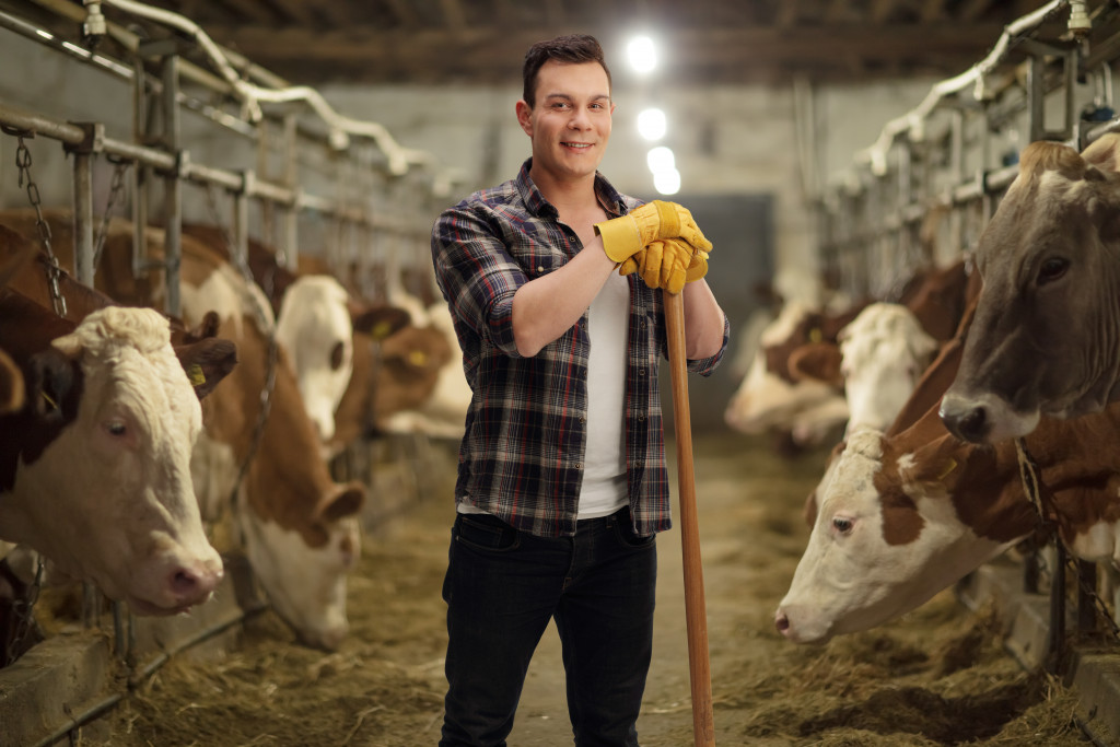 man inside barn with cows